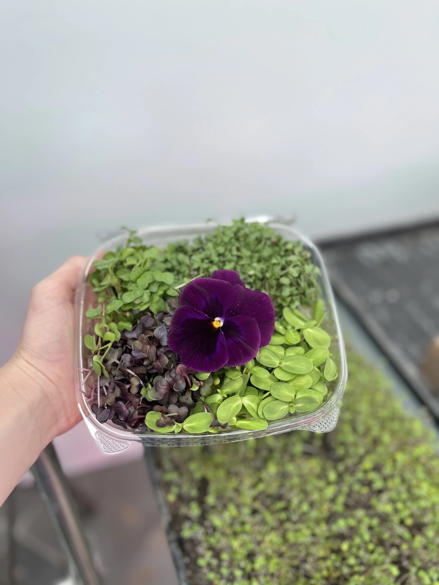 Freshly harvested mixed microgreens with an edible flower, grown by Davidson Microgreens