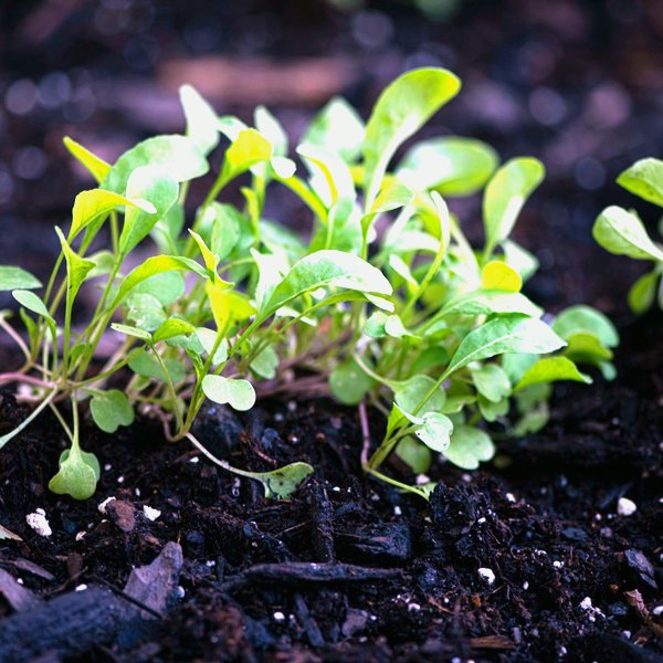 Arugula microgreens