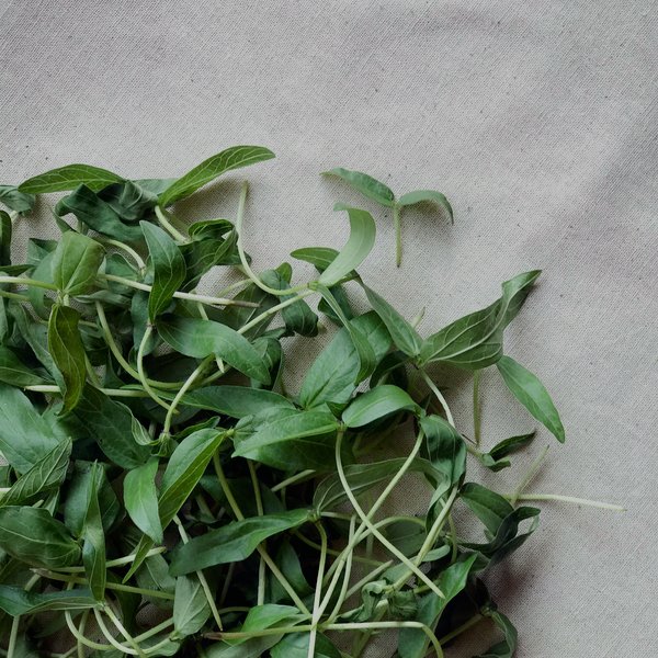 Basil Genovese microgreens