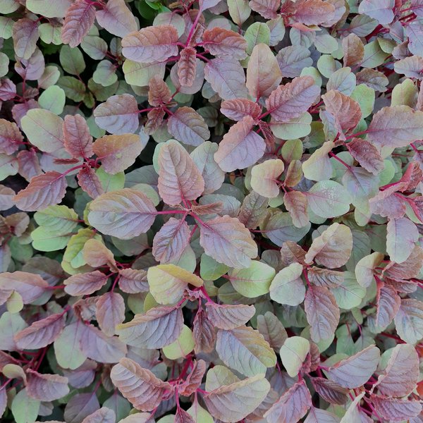 Purple basil microgreens