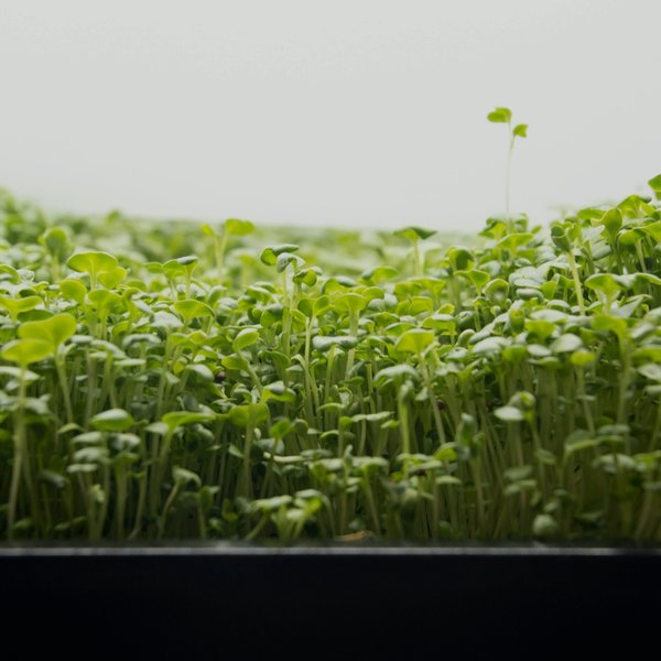 Broccoli microgreens