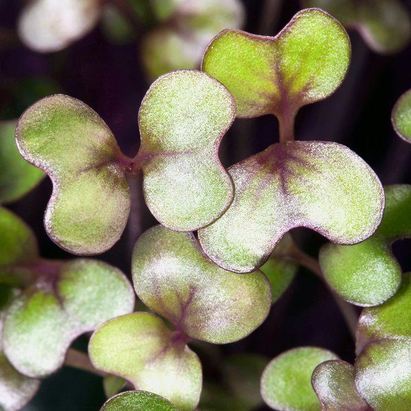 Cabbage microgreens