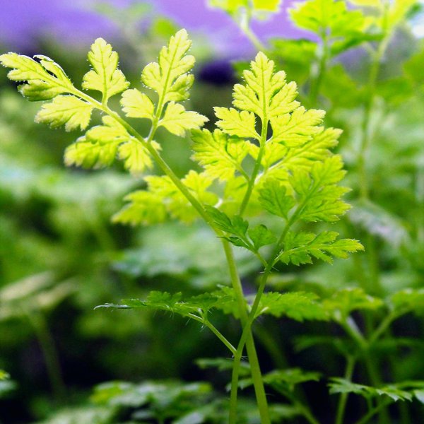 Chervil microgreens
