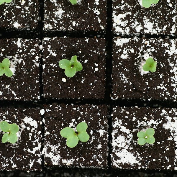 Kohlrabi microgreens