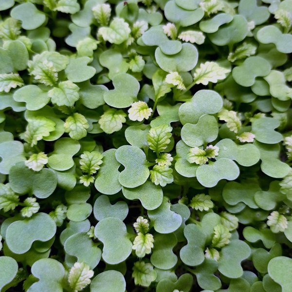 Mustard microgreens