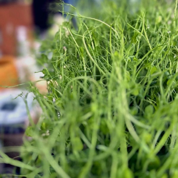Pea shoots microgreens