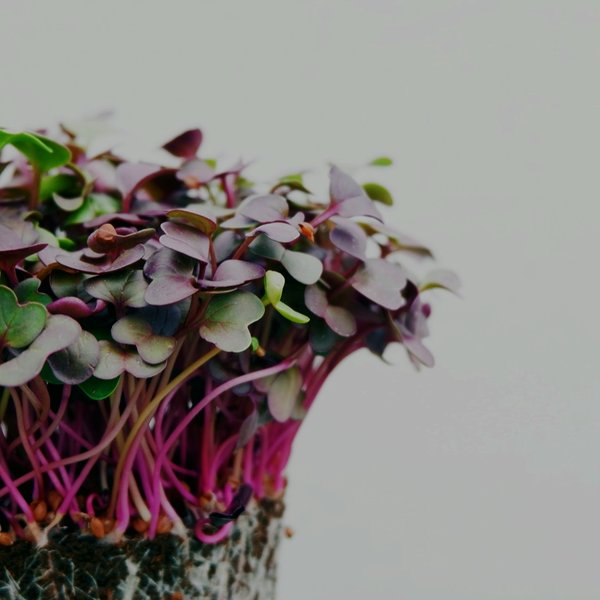 Radish microgreens