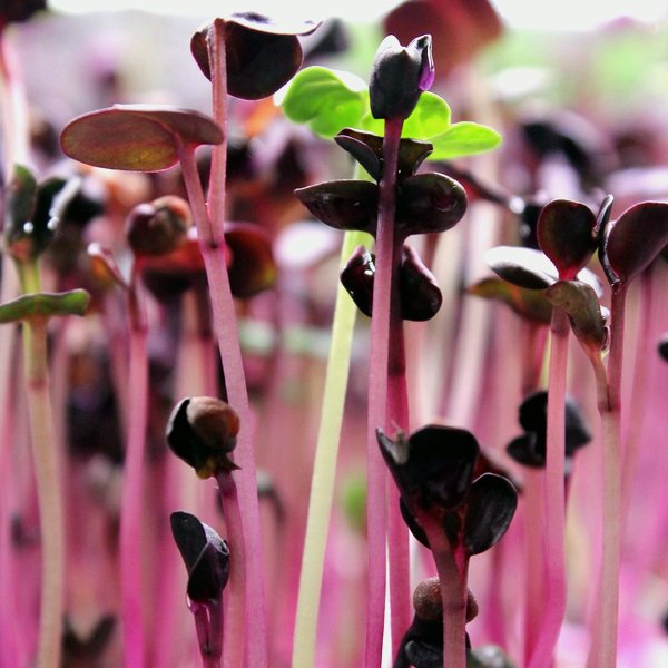 Spicy salad mix microgreens