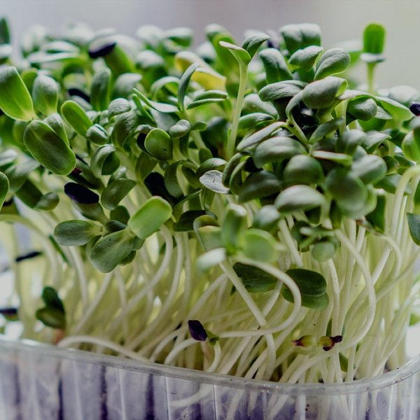 Sunflower shoots microgreens